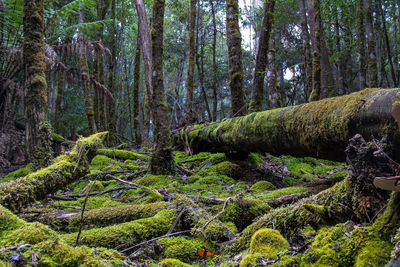 Trees in forest