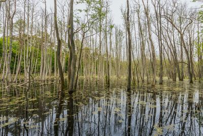 Reflection of trees in lake