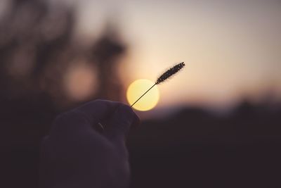 Close-up of hand holding silhouette plant against sky during sunset