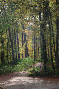 Scenic view of forest