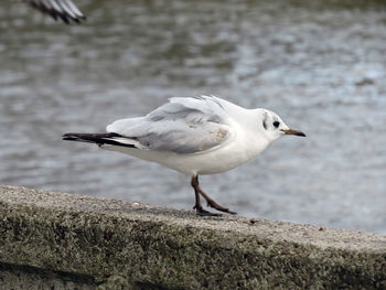 Close-up of seagull perching on wood