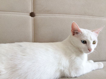 Portrait of cat lying on sofa