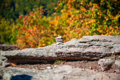 Bird perching on rock