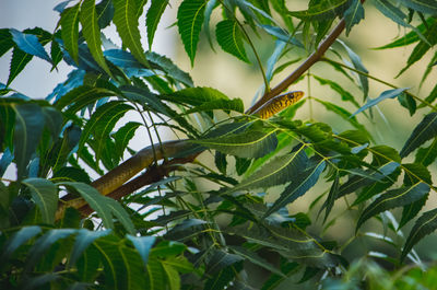 Close-up of grasshopper on plant