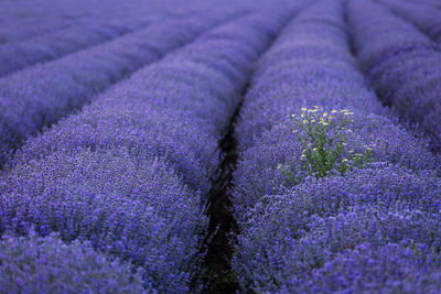 Purple flowering plants on field