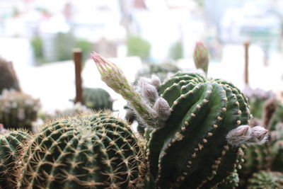 Close-up of succulent plant