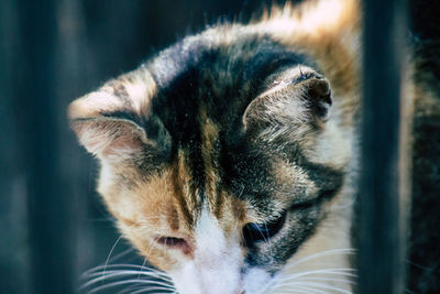 Close-up of a cat