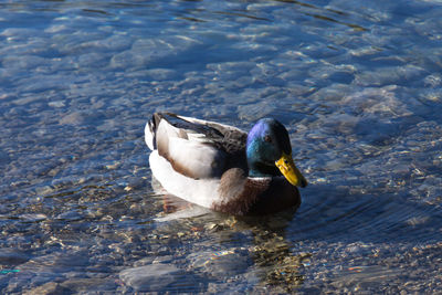 Duck swimming in lake