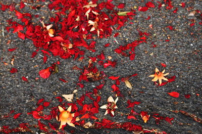 High angle view of maple leaves on street