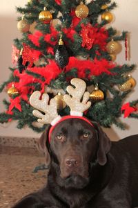 View of christmas decorations on tree