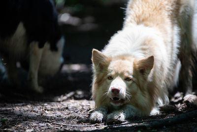 Portrait of a dog on field