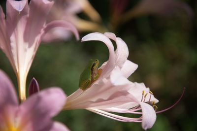 Close-up of pink flowering plant