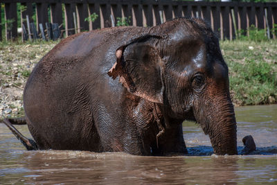 Elephant in a zoo