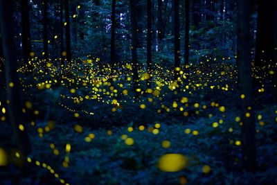 Close-up of yellow flowering plants by trees in forest