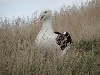 Close-up of bird in grass