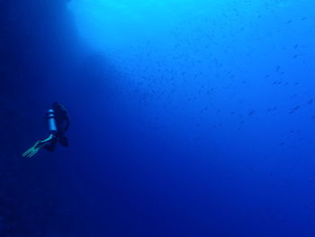 Jellyfish swimming in sea