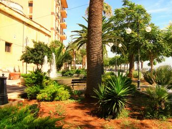 Palm trees by plants in city against sky