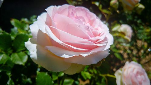 Close-up of pink rose