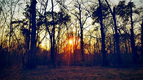 Sun shining through trees in forest