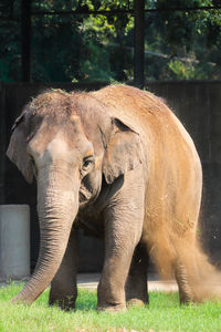 View of elephant in zoo