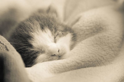 Close-up of cat sleeping on bed