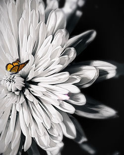 Close-up of insect on purple flower