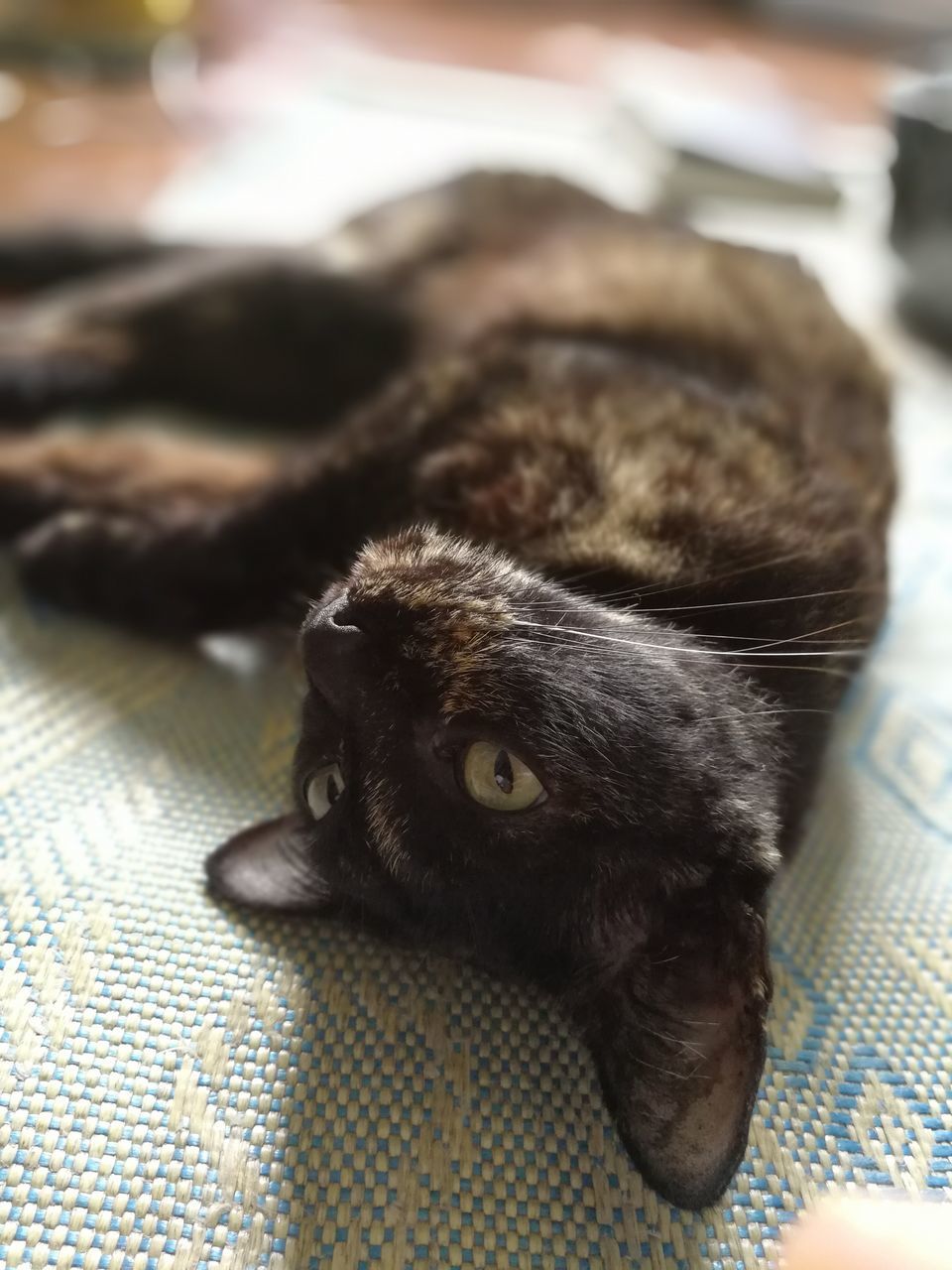 CLOSE-UP OF CAT ON FLOOR