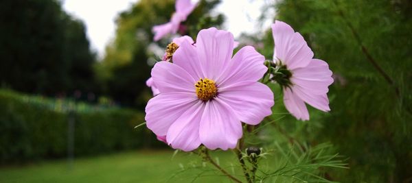 Close-up of pink flowers blooming at park