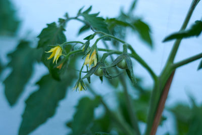 Close-up of fresh green plant