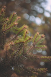 Close-up of pine tree