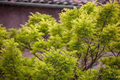 Close-up of fresh green plants in yard