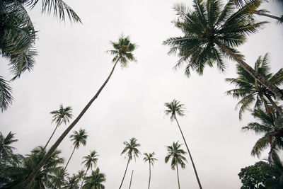 Low angle view of palm trees against sky