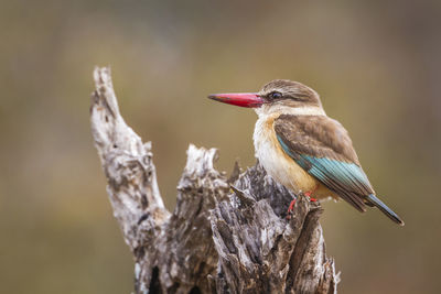 Close-up of bird perching on branch