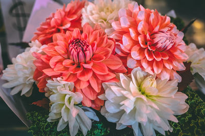 Close-up of pink dahlia flowers