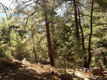 Trees in forest