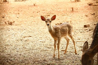 Portrait of baby deer on field