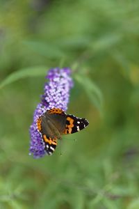 Close-up of butterfly pollinating on purple flower