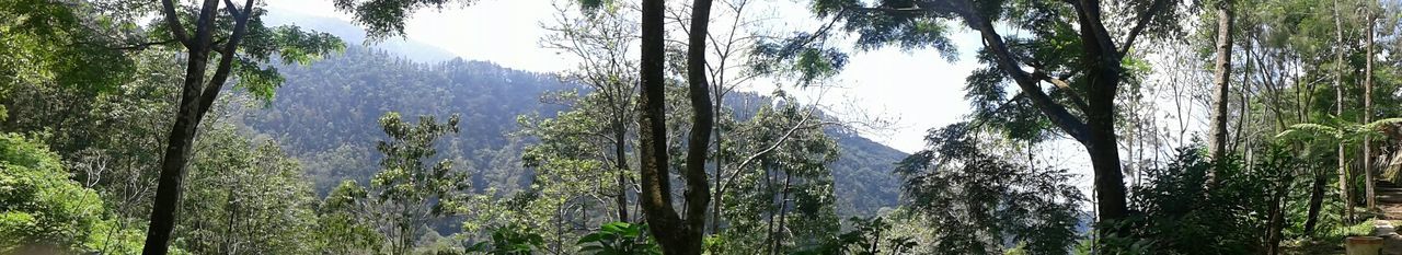 tree, tranquility, scenics, mountain, tranquil scene, beauty in nature, nature, growth, forest, tree trunk, non-urban scene, low angle view, idyllic, clear sky, sky, day, woodland, outdoors, landscape, no people