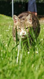 Close-up of lizard on grass