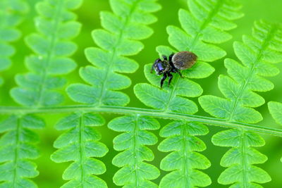 Close-up of spider on leaves