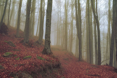 Early morning in the beech forest with fog, cindrel mountains, romania