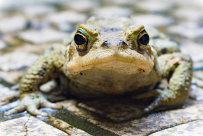 Close-up of lizard