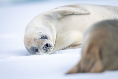 Close-up of crabeater seals lying on ice
