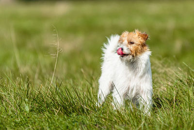 Close-up of dog on grassy field