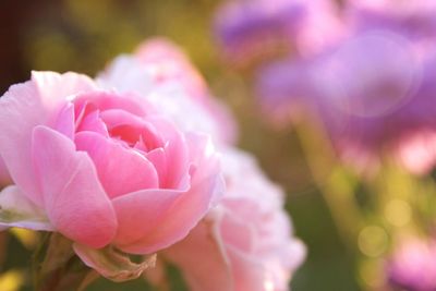 Close-up of pink flowers