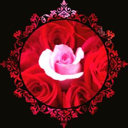 Close-up of red rose against black background