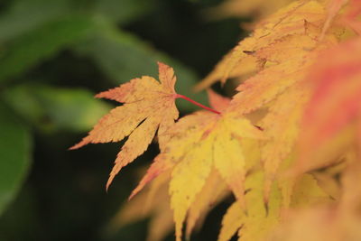 Close-up of yellow maple leaves on plant