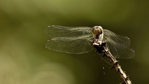 Close-up of dragonfly on twig