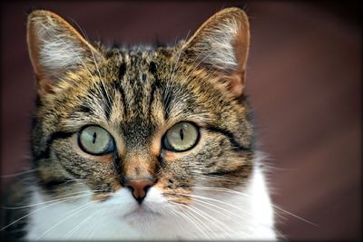 Close-up portrait of cat