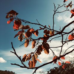 Low angle view of flowering plant against sky